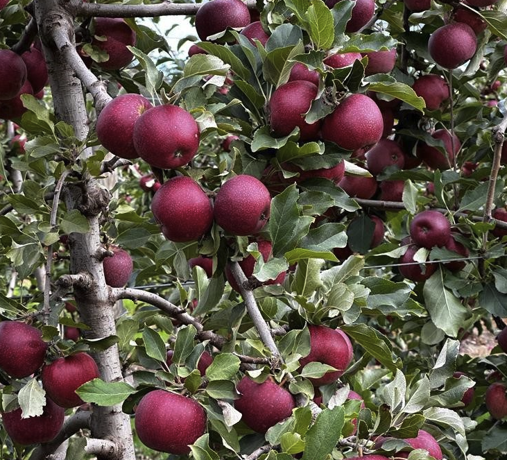 Soluna Apples, 3-Pack